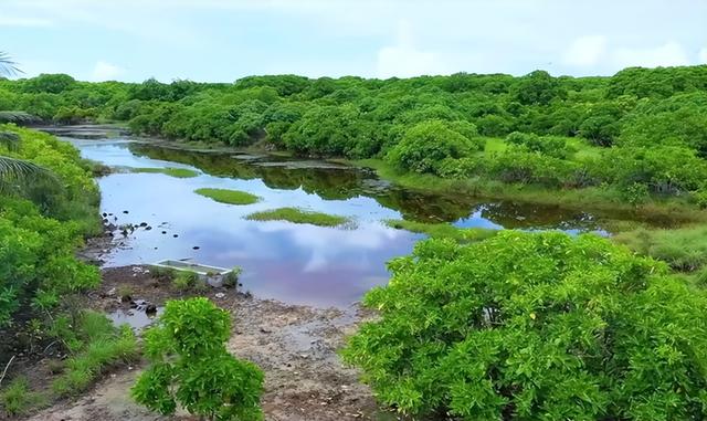 西沙生态条件最好的东岛开始大规模基础建设，400野牛生存了370年