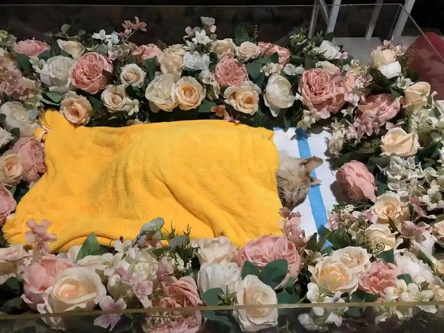 从景德镇陶瓷到曹县棺材，宠物殡葬产业链藏着哪些商机？