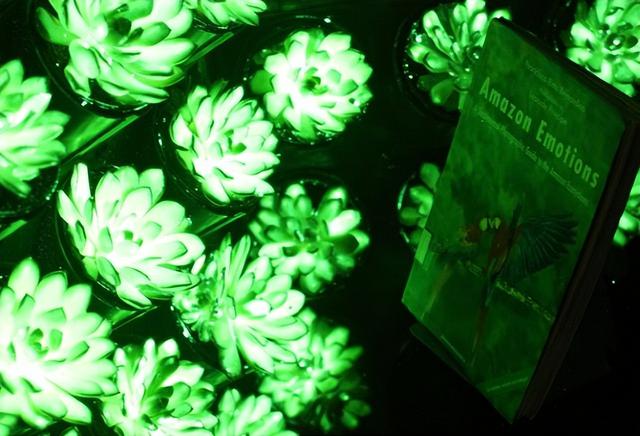 阿凡达科幻变现实：中国科学家让多肉植物在黑暗中闪耀彩虹光芒