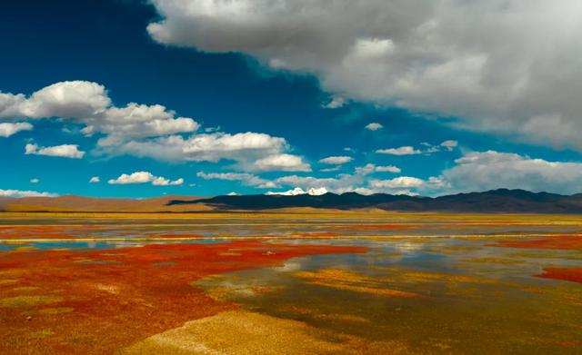 【辉煌60年·新时代西藏答卷】哲古草原：与藏野驴的秋日私语