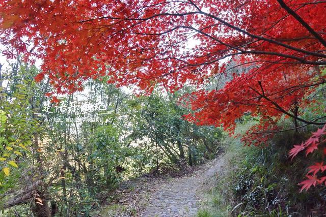 真是绝美！宁波这条山涧古道沿途尽是红枫，与古寺相映堪比诗画