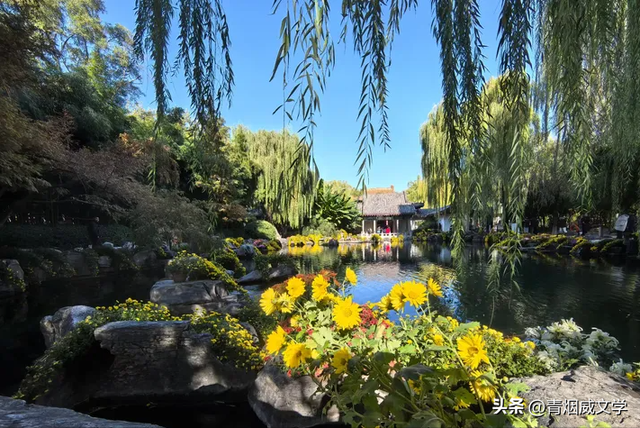 趵突菊韵 锦绣泉城