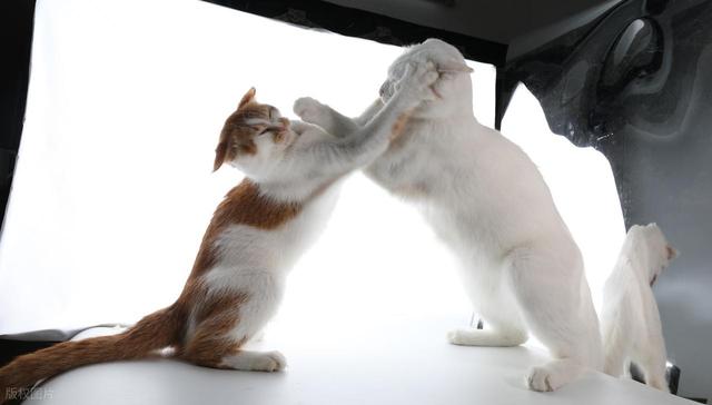 猫咪界的MBTI，快来看看你家猫咪是哪种性格，又该怎么饲养？