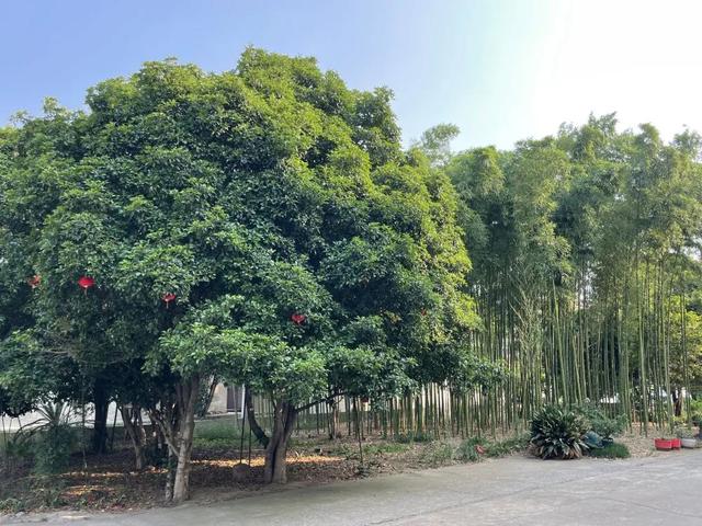 现场实拍界牌镇张家埭村，村景好美