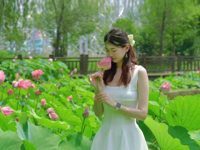 重磅消息！免票！免票！滕州微山湖红荷湿地面向山东省内游客免门票啦！