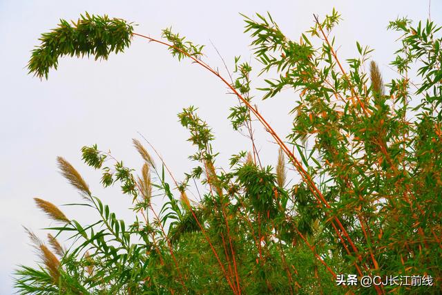 河南淮滨：重阳节里秋景美如画