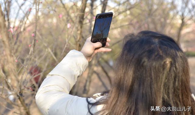 千金梅岭：红梅绽放喜迎元旦