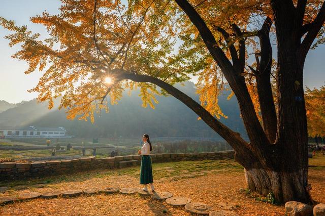 11月，去赏银杏吧！8个高颜值赏秋地，速来拍美照，挑一个就出发