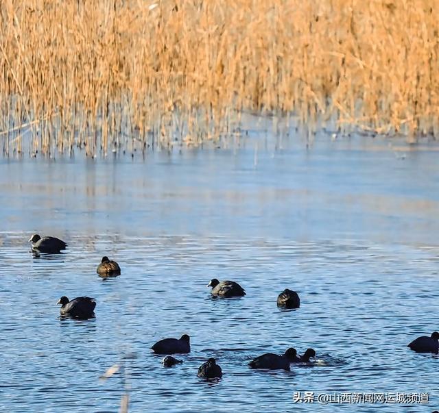 来，到运城“小橘子洲头”走走！