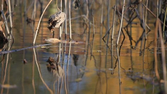 老钢笔里的记者节故事