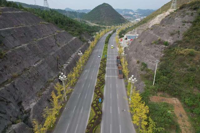 凯里版“黄金大道”将迎来观赏佳期 您的相机准备好了吗