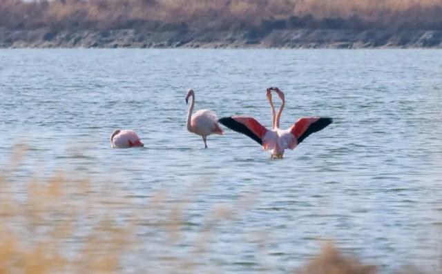 用实力说话！运城盐湖景区又双叒叕登全国榜单！