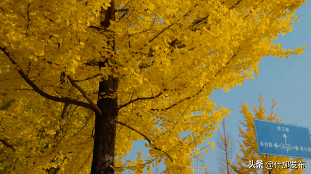 暖阳斜洒，“杏”好有你