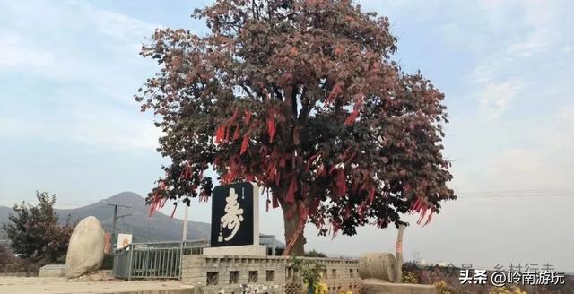 西安周边2小时行程内,免费摘柿子拍照打卡之地推荐!