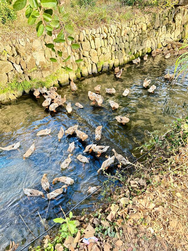追着晚秋(黟县宏村镇塔川村)