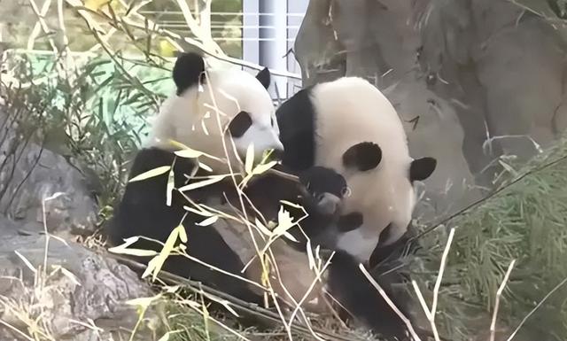 没有回旋余地	，中国下令直接收回，17万日本人泪奔，高市闯祸了！