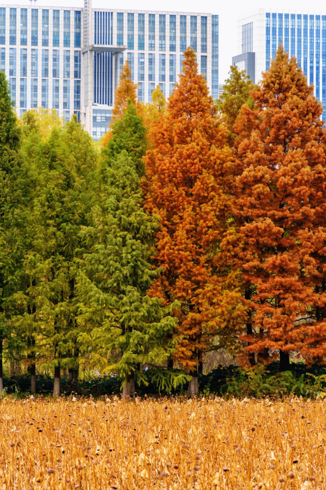 来临沂看日出！逛早市！一起「点靓」沂河的夜