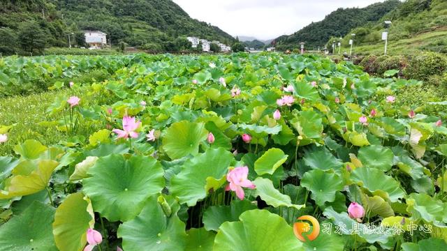 凉风徐徐到习水 | 秋风送雅韵 荷花次第开