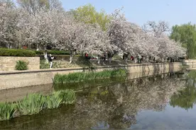 春水满京城 | 赏海棠花溪，游皇家御河图片