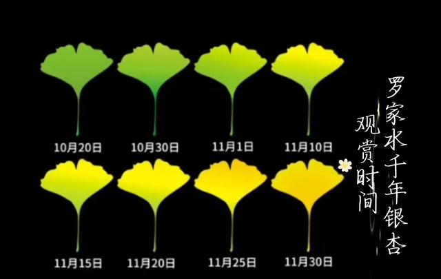 邵阳人藏不住的秋冬快乐！这些“金色浪漫”，@所有人来约！