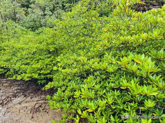 马来西亚(36)砂拉越州⑩峇哥国家公园夜间徒步体验