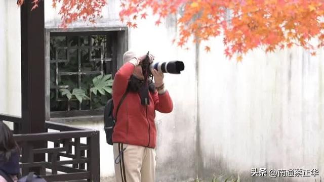 进入最佳观赏期，南通人速去打卡→