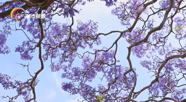 我不信你不心动！蓝花楹、泥石流赛车、华晨宇演唱会→这个五一假期昆明“玩场”太多了！