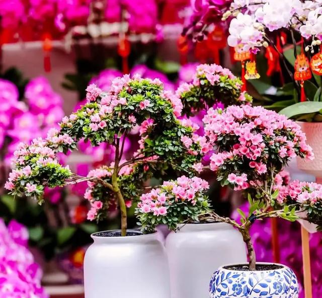 重磅！宝安迎春花市、新春花展要来啦！