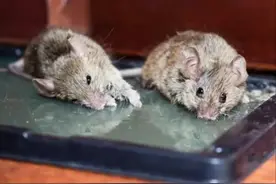 老鼠被粘住为何会死？传说它们会记住同类被杀的地方，这可能吗？图片