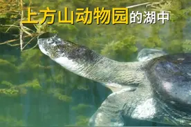 全球仅剩2只！5年前，苏州动物园人工繁殖，最后一只雌性意外死亡图片