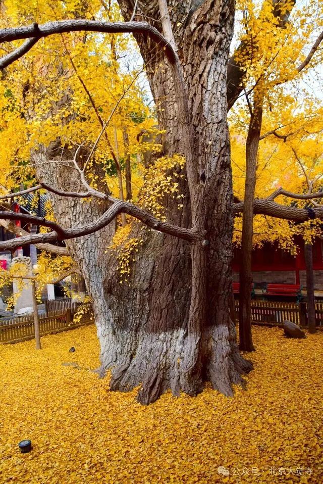 博物馆秋之旅｜本周安排！大觉寺银杏今日实况——