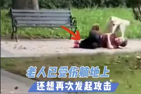 广东东莞小区恶犬失控咬人，年迈老人被咬翻在地！狗主人恐担刑责图片
