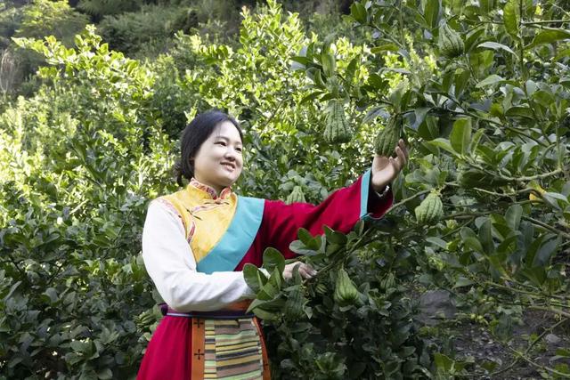 石棉秋日限定！田湾河畔佛手柑熟了，这抹 “黄金果” 藏着最浓乡韵