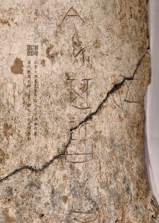 北京大学馆藏探秘：商代晚期刻辞卜骨	，解锁千年占卜密码