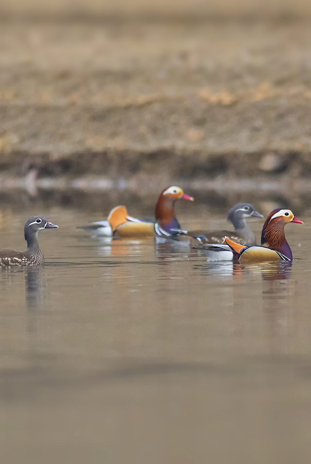 洈水的秋，慢了半拍，美了一倍