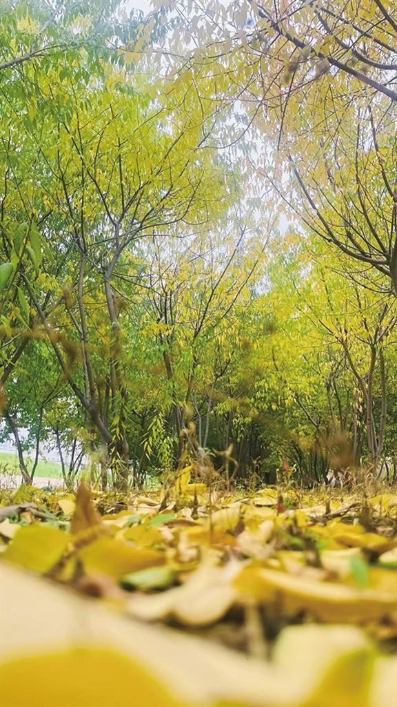 呼和浩特秋意浓 满城“金彩”醉游人