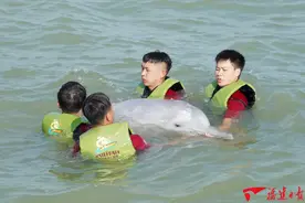 福建首次！成功救助！图片