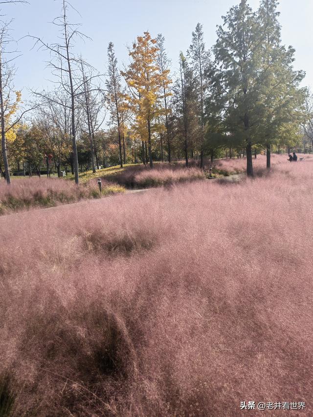 初冬游凤凰公园 || 王留记