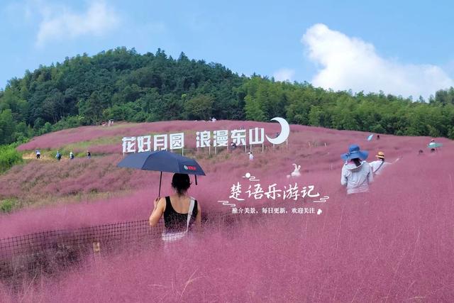 宁波鄞州最美的粉黛花海来了，被誉为初秋限定的粉色浪漫，非常赞