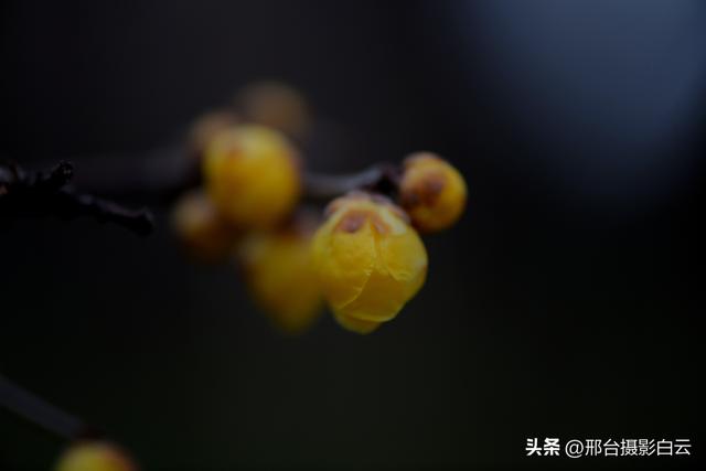 达活泉公园腊梅（美图）