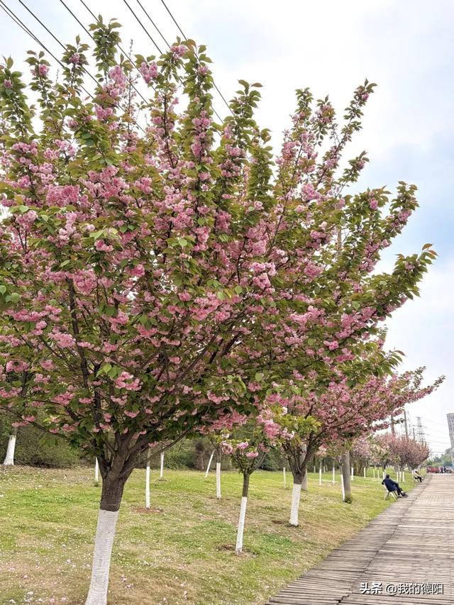 刷屏了!德阳这条“樱花大道”限时返场!路过的全都要刹一脚