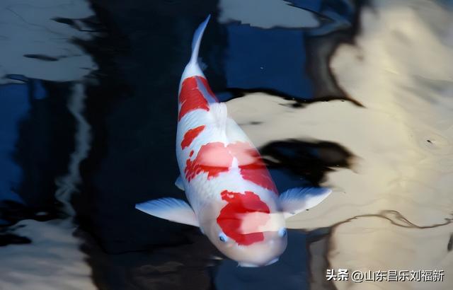 昌盛花园二期西区的冬景(下)