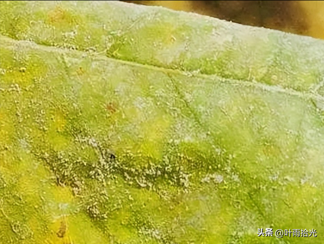 向日葵常见病害识别及防治方法