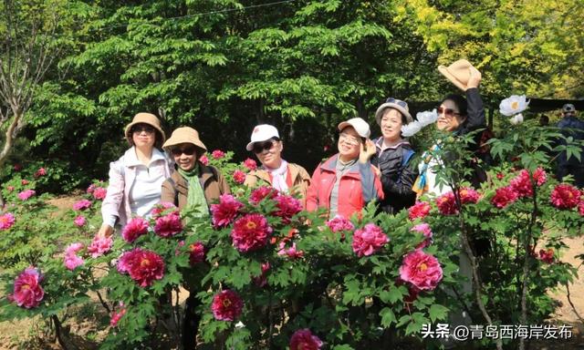 西海岸牡丹芍药赏花季！开幕！