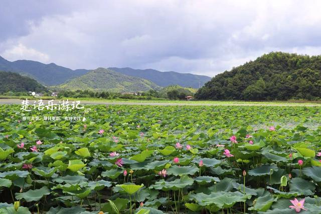 浙江宁波这片秘境又到最美时，百亩荷花美如画，金鸡菊花海也很美
