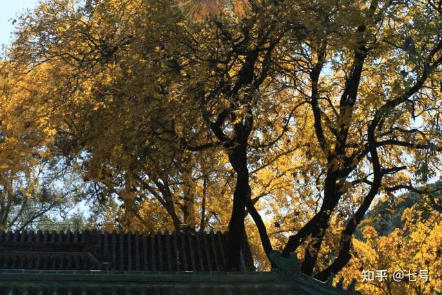 在八大处，寻到了北京最美的秋