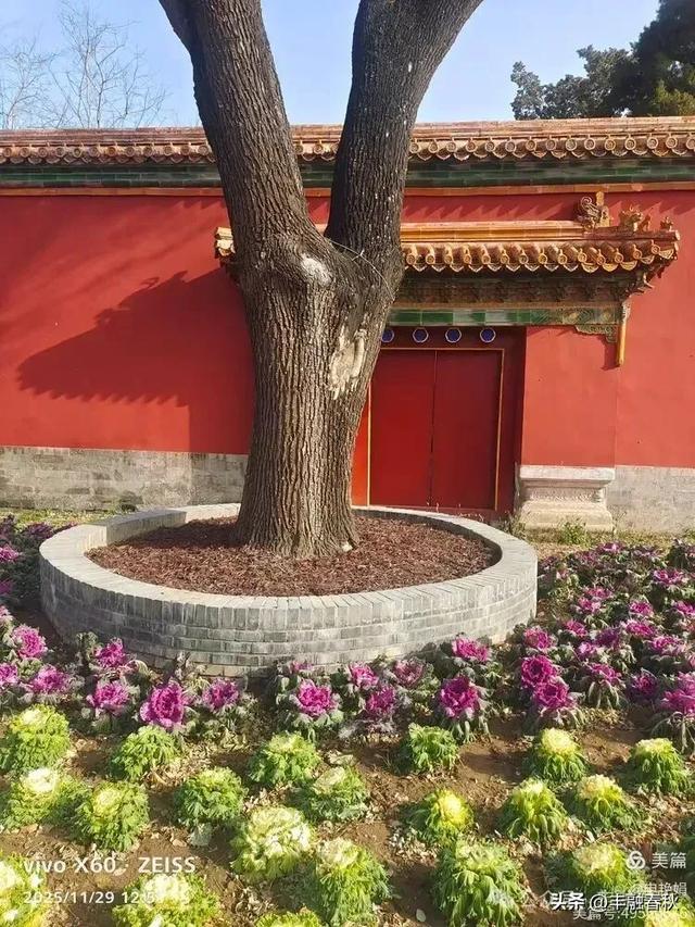 北京景山公园羽衣,冬园锦色|申艳娟