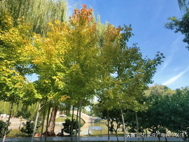 红叶知秋 赏景正当时石家庄公园广场红枫进入最佳观赏期