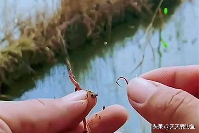 野钓大鲫鱼，会用这4个招数，绝对是内行