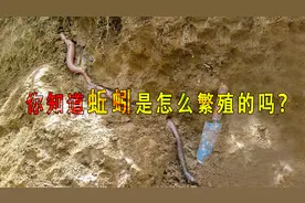 你知道蚯蚓是怎么繁殖的吗？图片